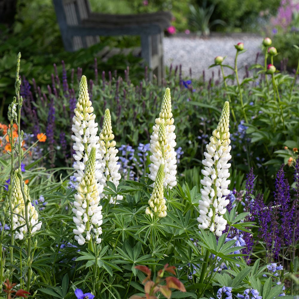 Lupinus 'Noble Maiden'