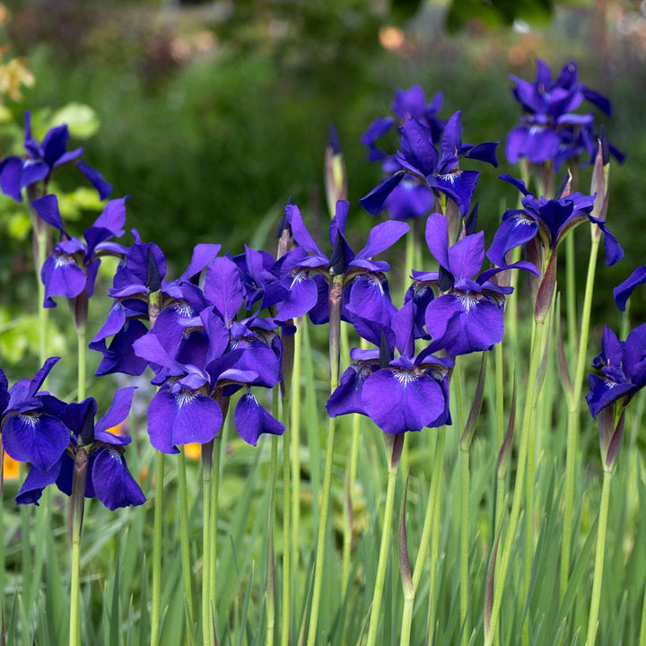 Iris sibirica 'Caesar's Brother'