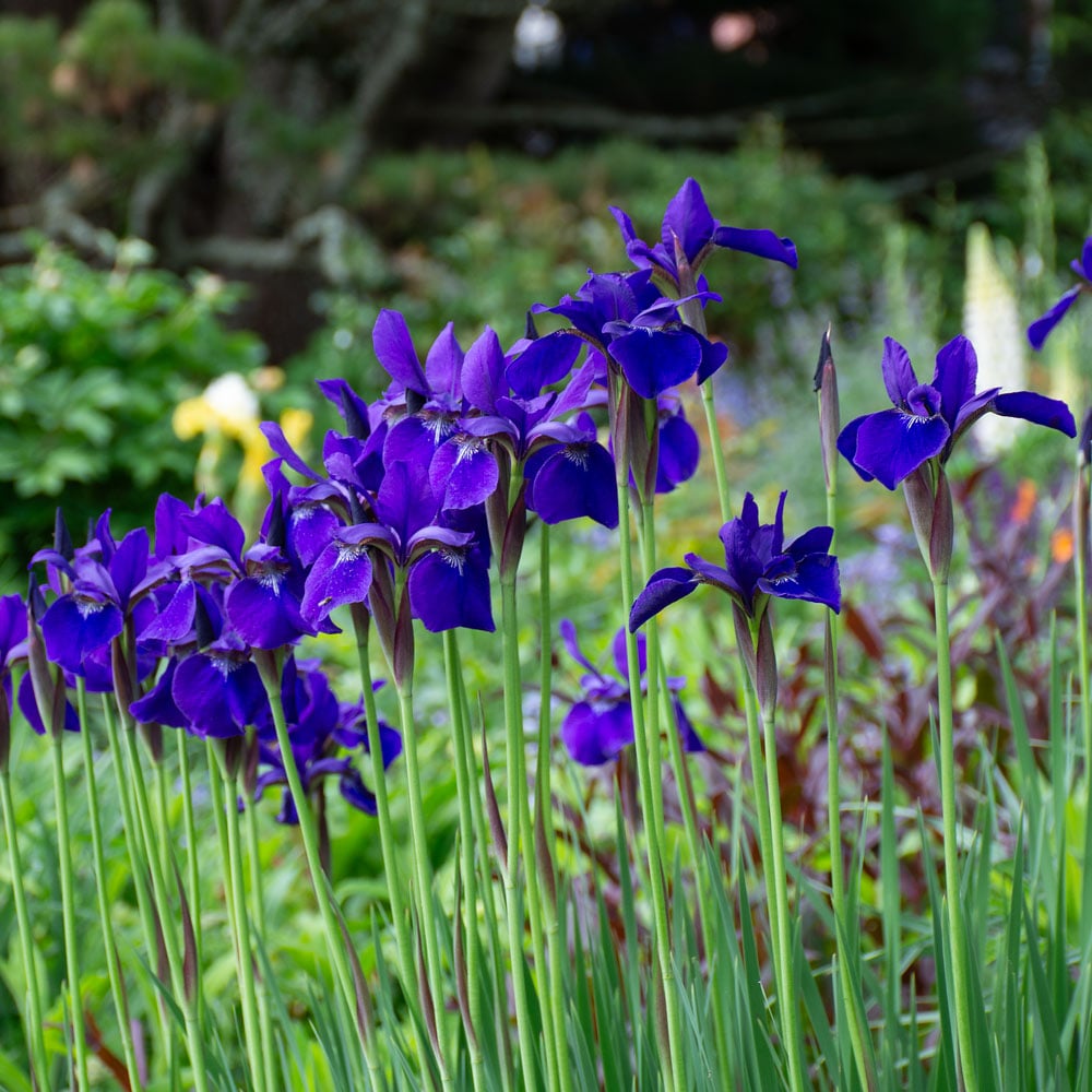 Iris sibirica 'Caesar's Brother'