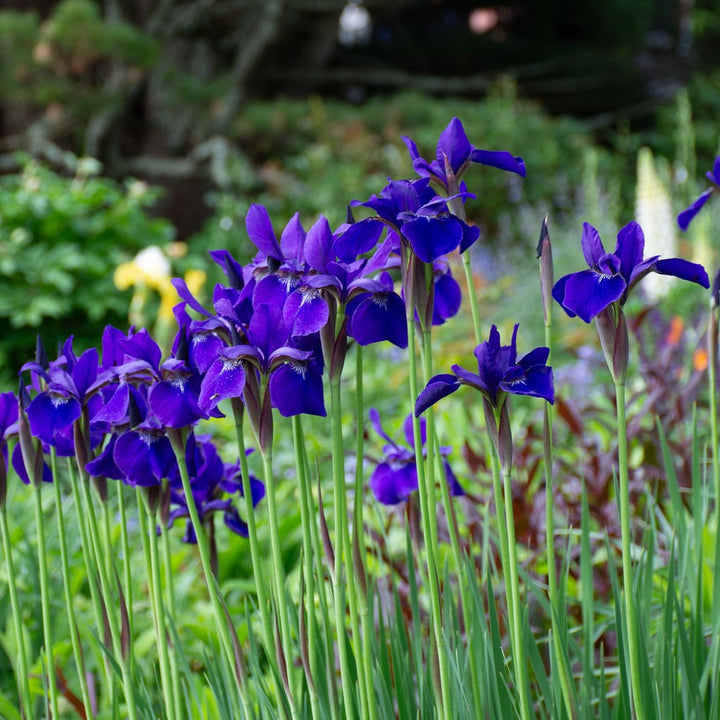Iris sibirica 'Caesar's Brother'