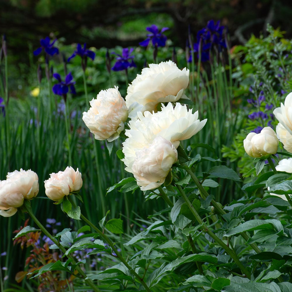Peony 'Pastelegance'