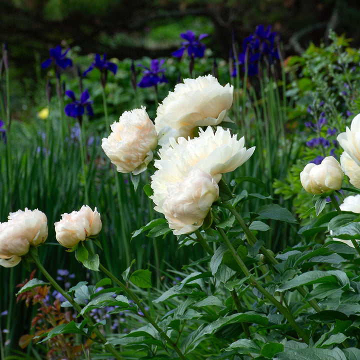 Peony 'Pastelegance'