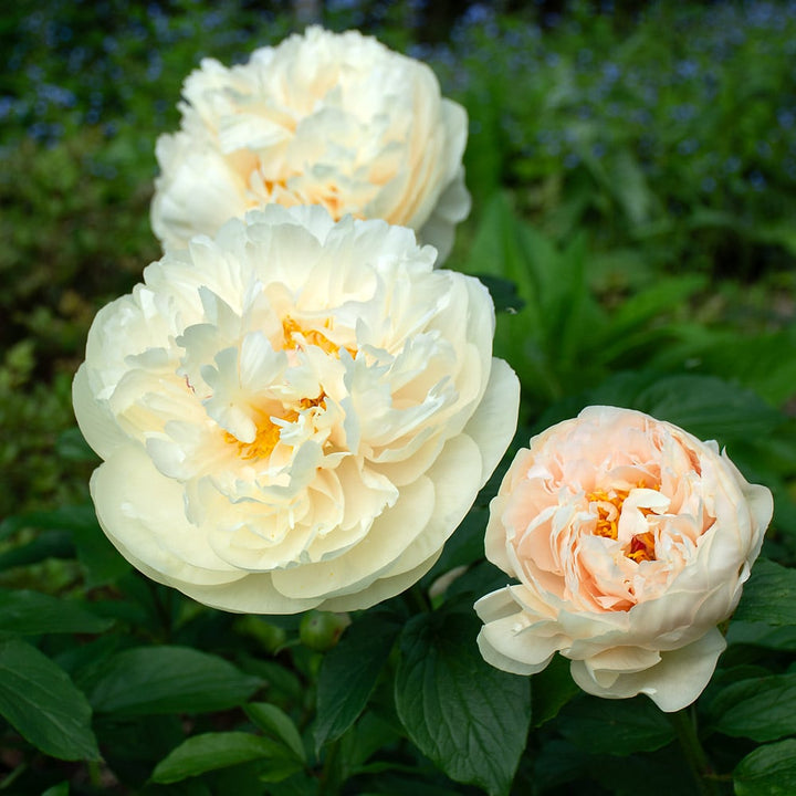 Peony 'Pastelegance'