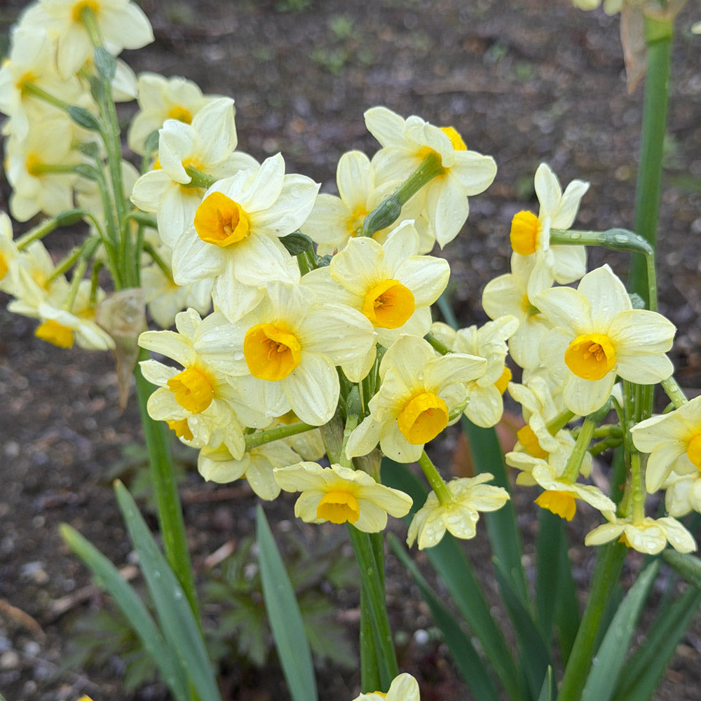 Narcissus 'Avalanche of Gold'