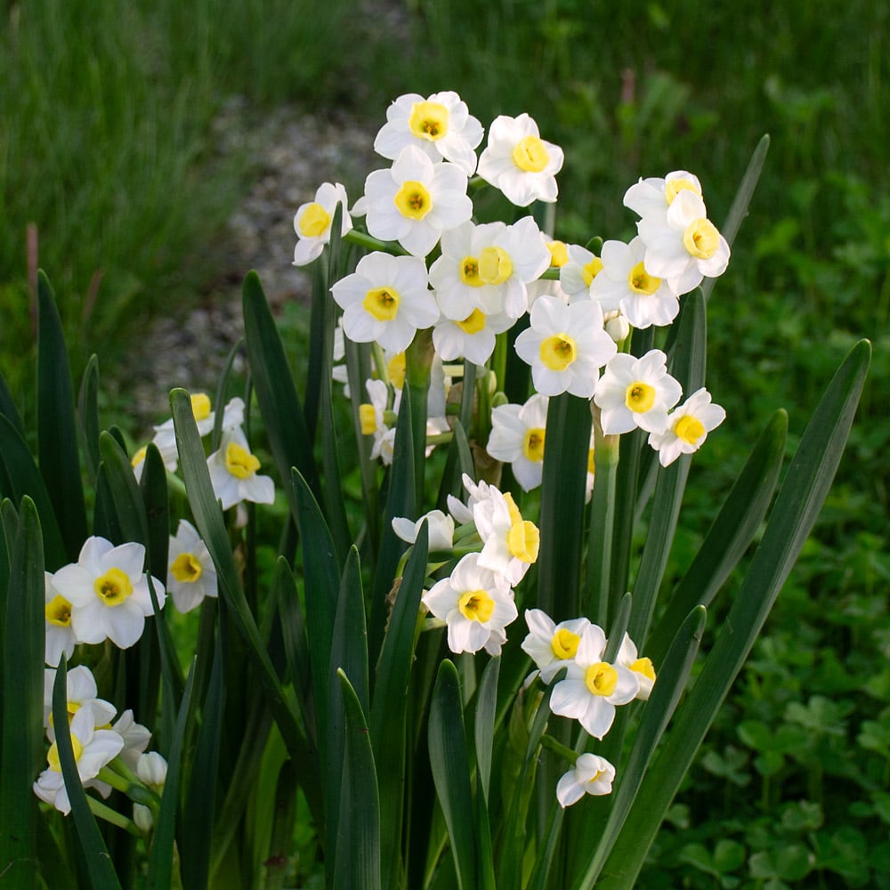 Narcissus 'Avalanche of Gold'