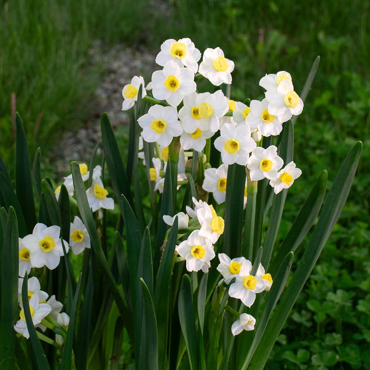 Narcissus 'Avalanche of Gold'