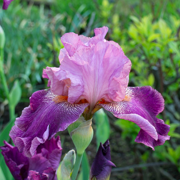 Iris germanica 'Autumn Rose'