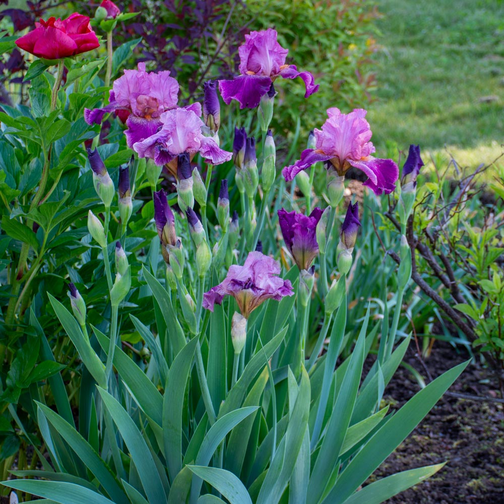 Iris germanica 'Autumn Rose'