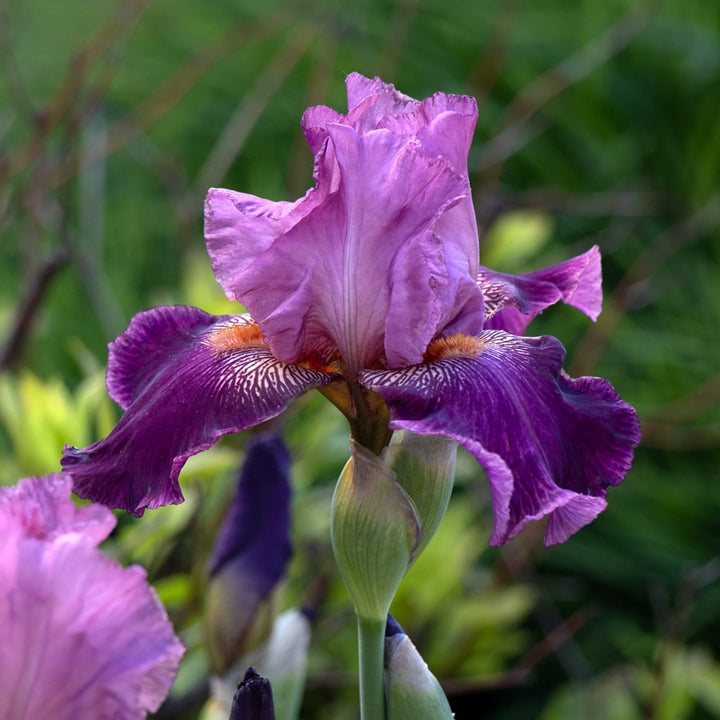 Iris germanica 'Autumn Rose'