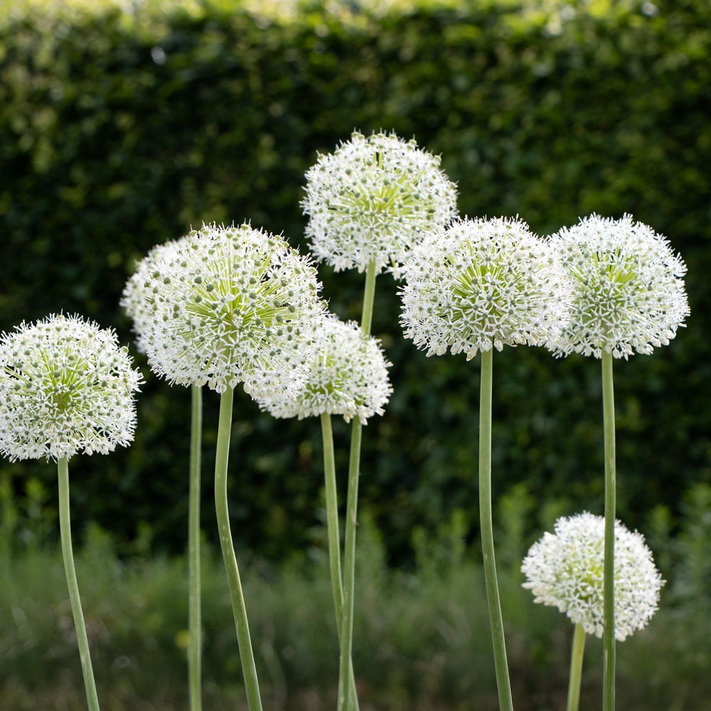 Allium stipitatum 'White Giant'