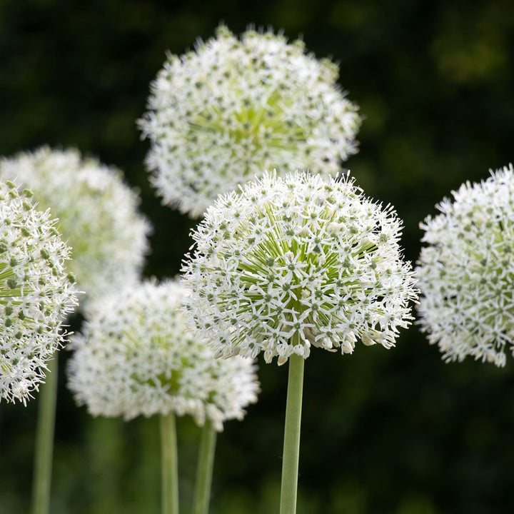 Allium stipitatum 'White Giant'