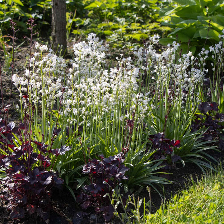 Hyacinthoides hispanica 'White City'