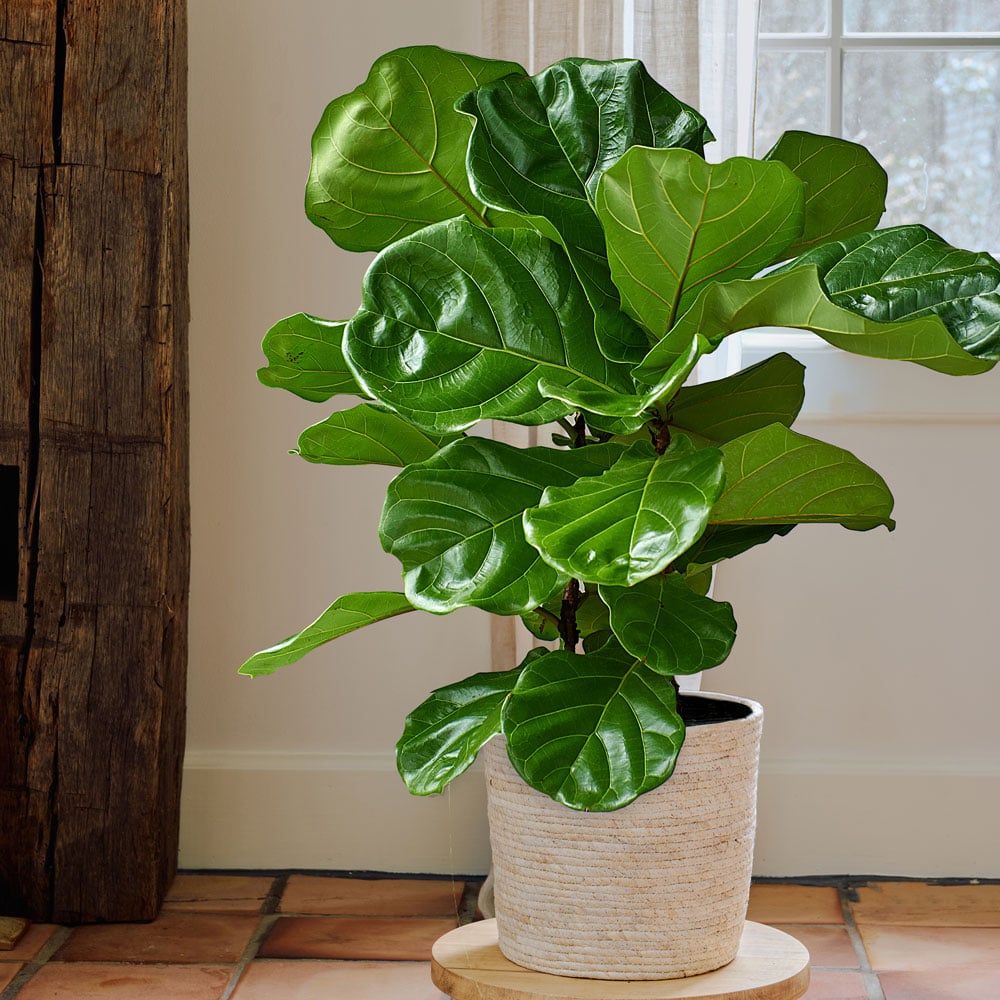 Fiddle-Leaf Fig in natural jute basket