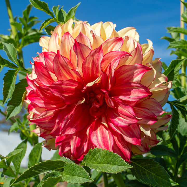 Dahlia Lady Darlene