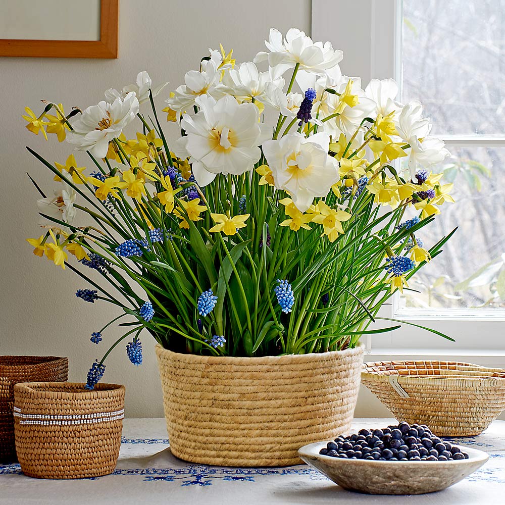 Golden Moments Bulb Garden in large natural jute basket