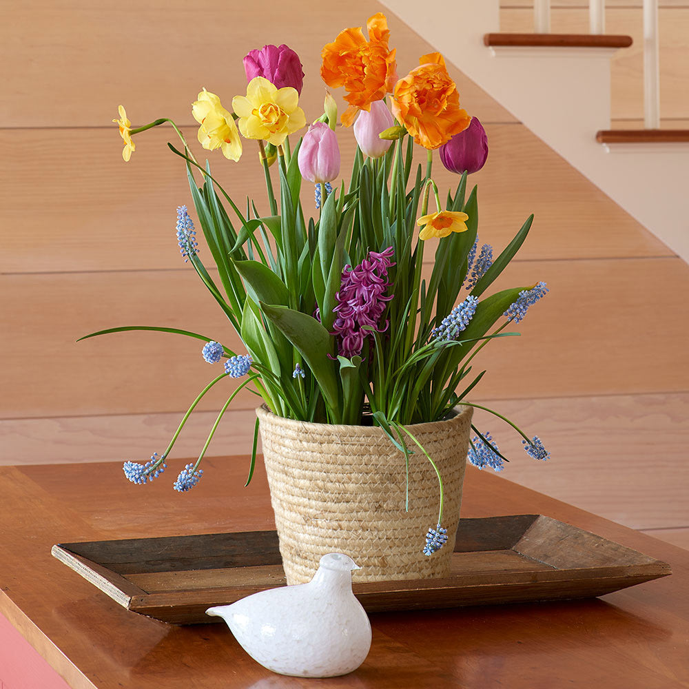 Rainbow Swirl Bulb Garden in medium natural jute basket