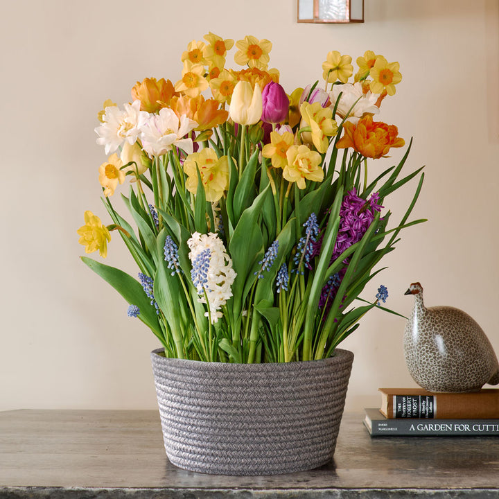 Sweet Jamboree Bulb Garden in X-large gray rope basket