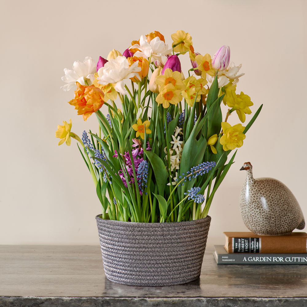 Sweet Jamboree Bulb Garden in large gray rope basket