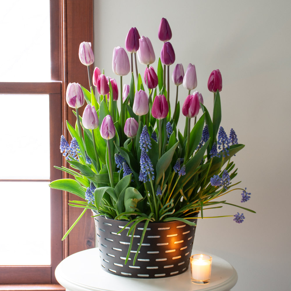 Blushing Beauties Bulb Garden in large metal cachepot