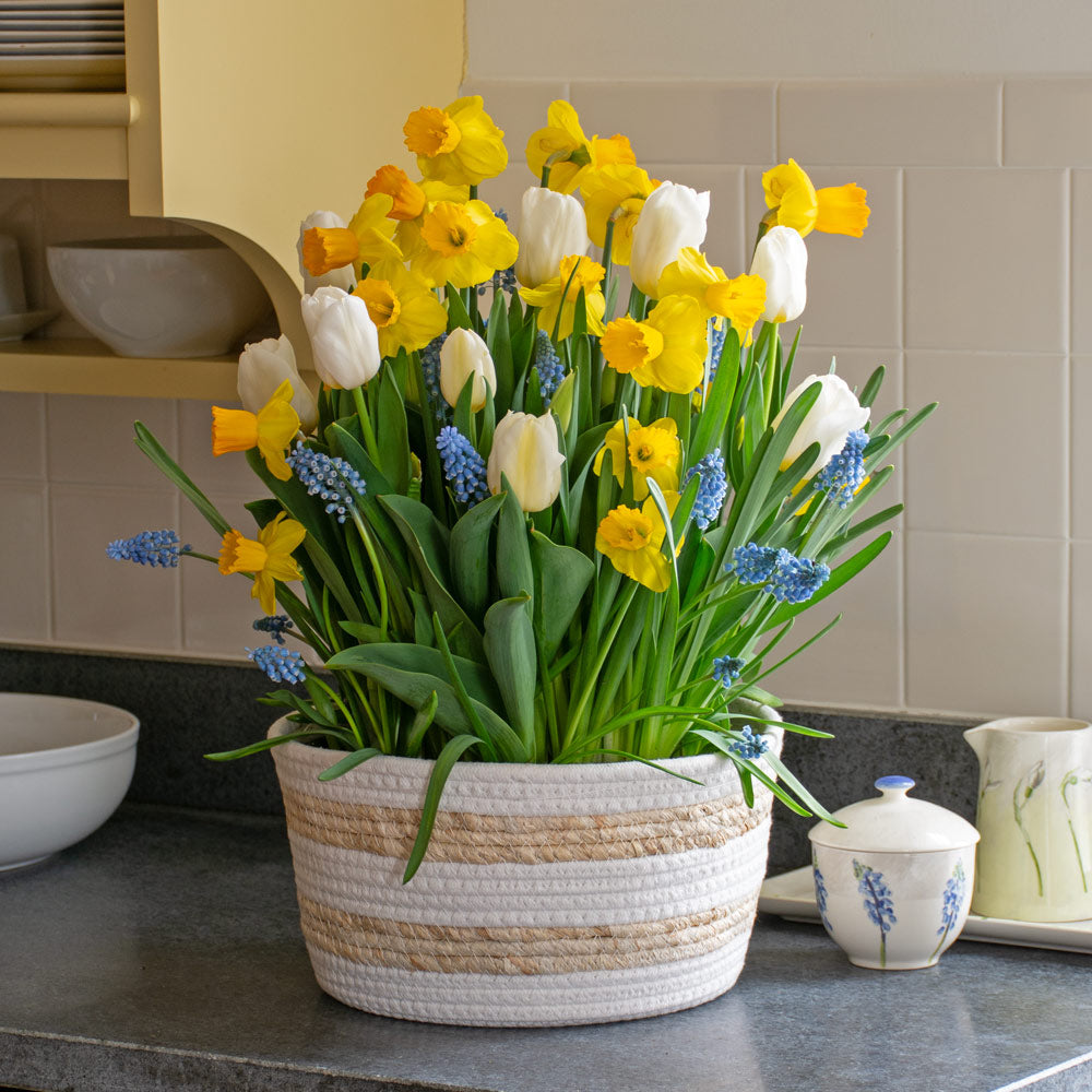 It's Showtime Bulb Garden in large striped jute basket