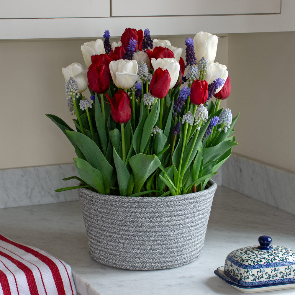 Red, White & Blues Bulb Garden in large gray rope basket