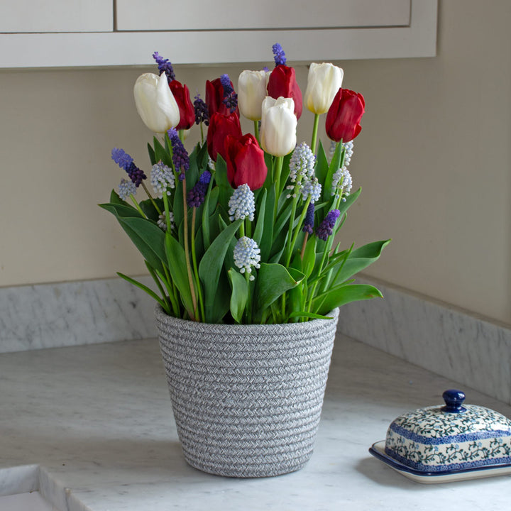 Red, White & Blues Bulb Garden in medium gray rope basket