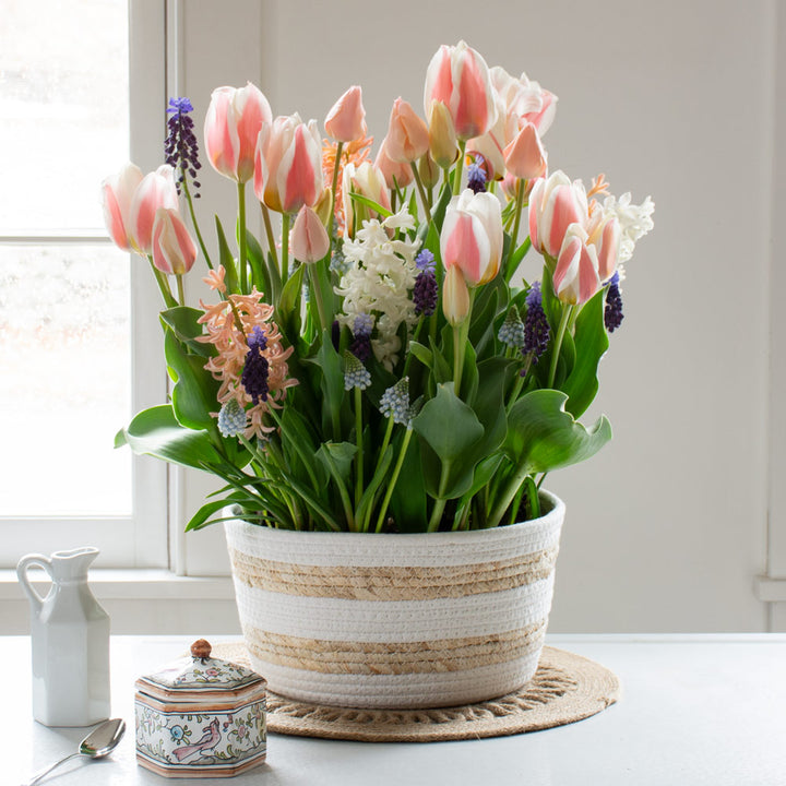 Whisper of Springtime Bulb Garden in large striped jute basket