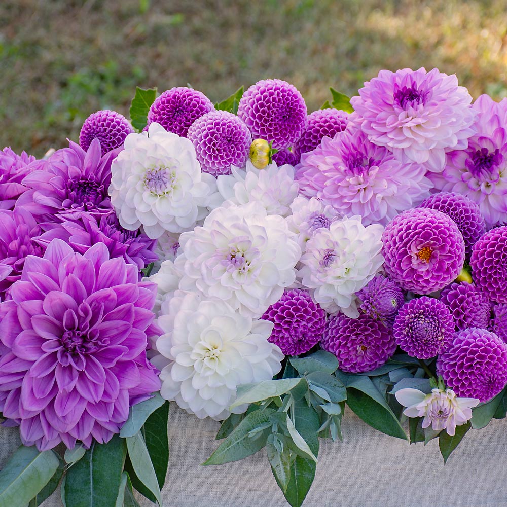 Lavender White Dahlia Coll