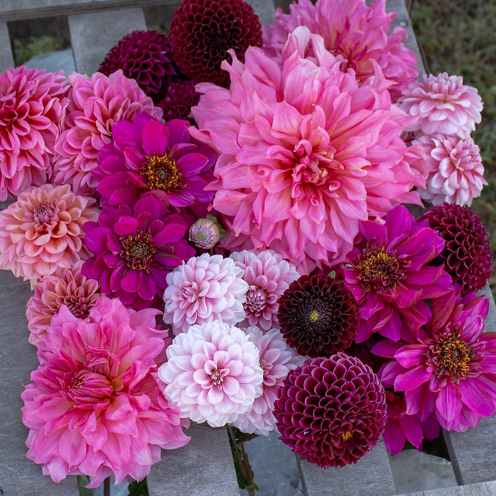 Pink and Burgundy Collection
