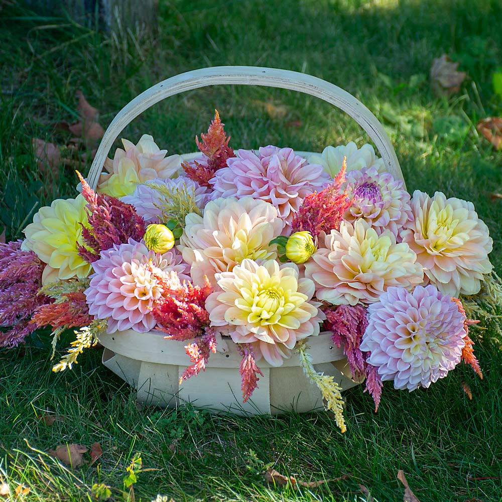 Russels Mills Dahlia Collection