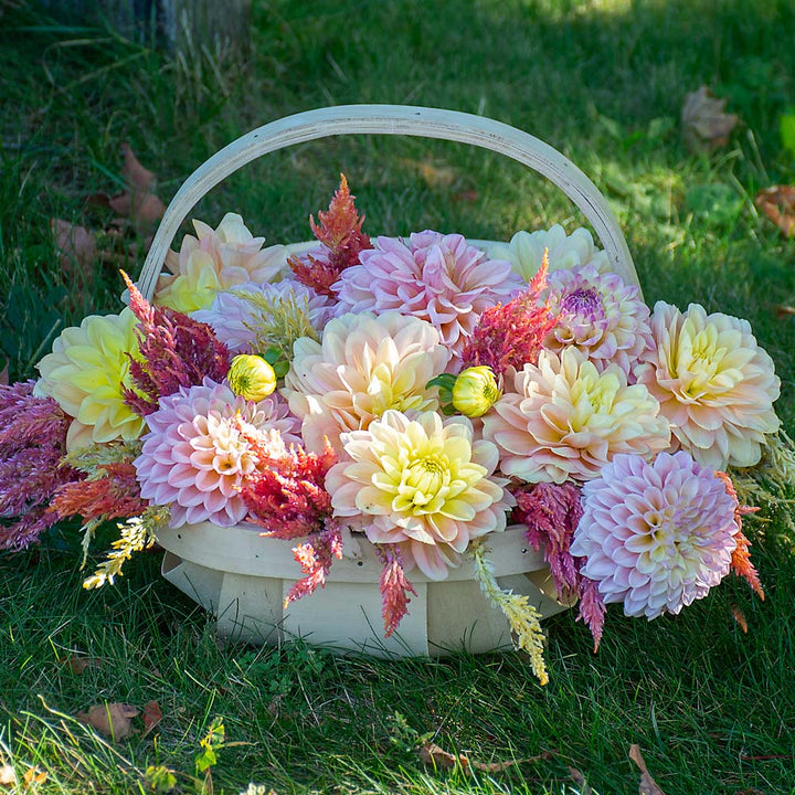 Russels Mills Dahlia Collection