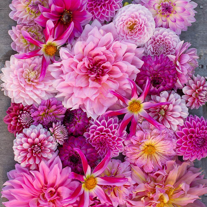 12 Pinks Colleciton of Dahlias MIX