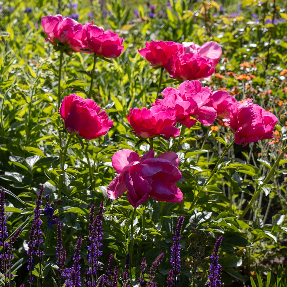 Peony 'Paula Fay'