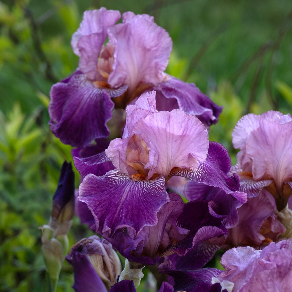 Iris germanica 'Autumn Rose'