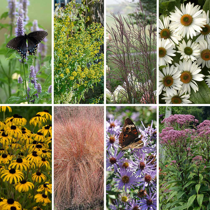 Native Plants for Songbirds