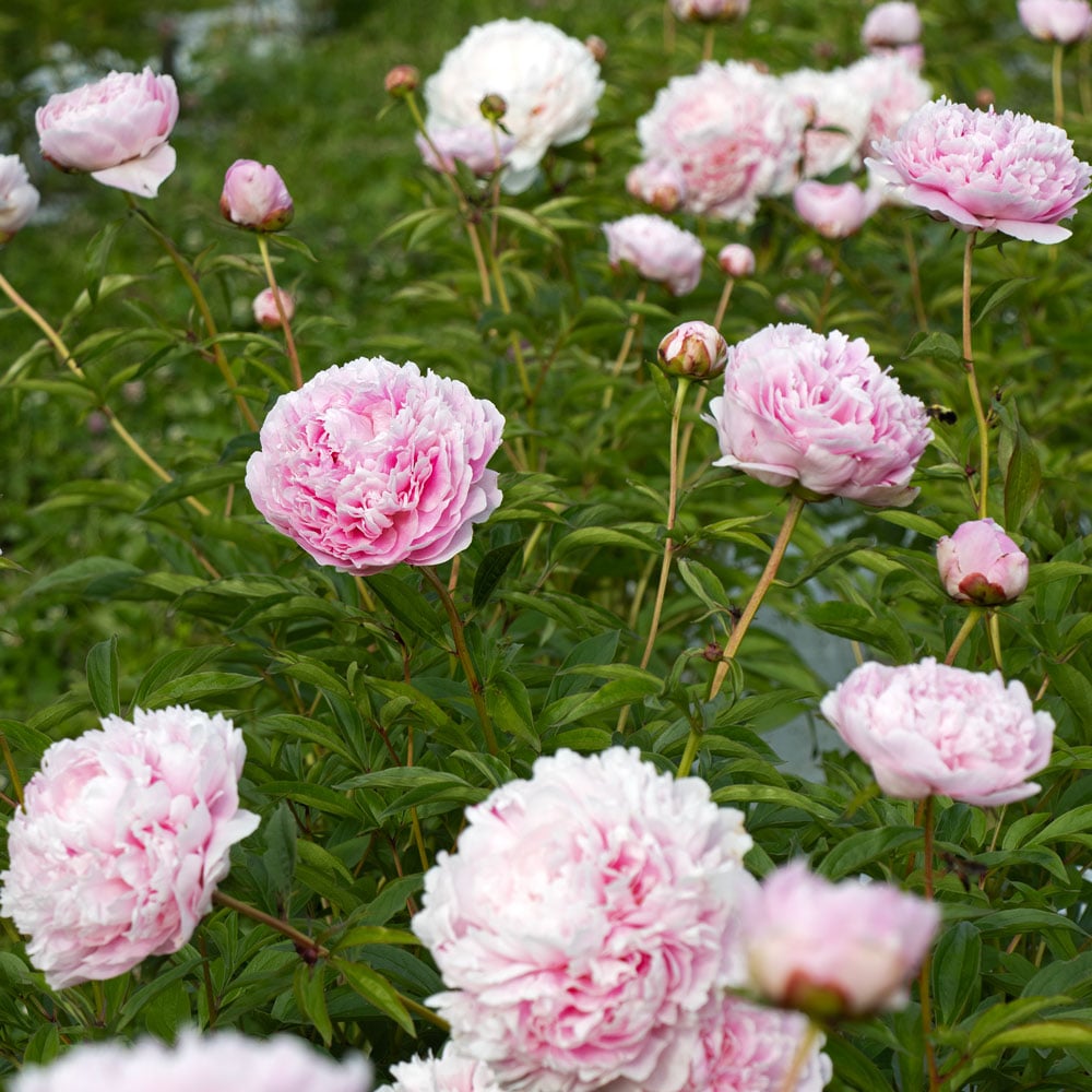 Peony 'Sarah Bernhardt'