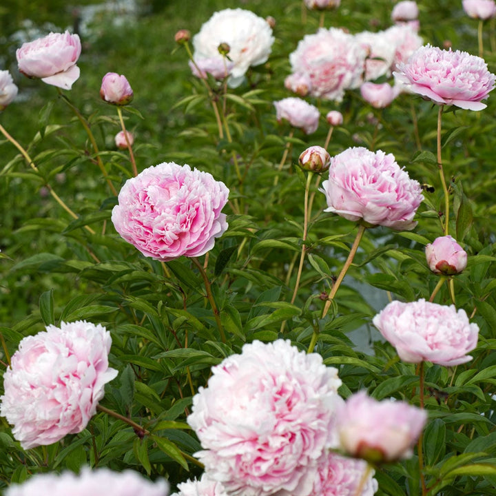 Peony 'Sarah Bernhardt'