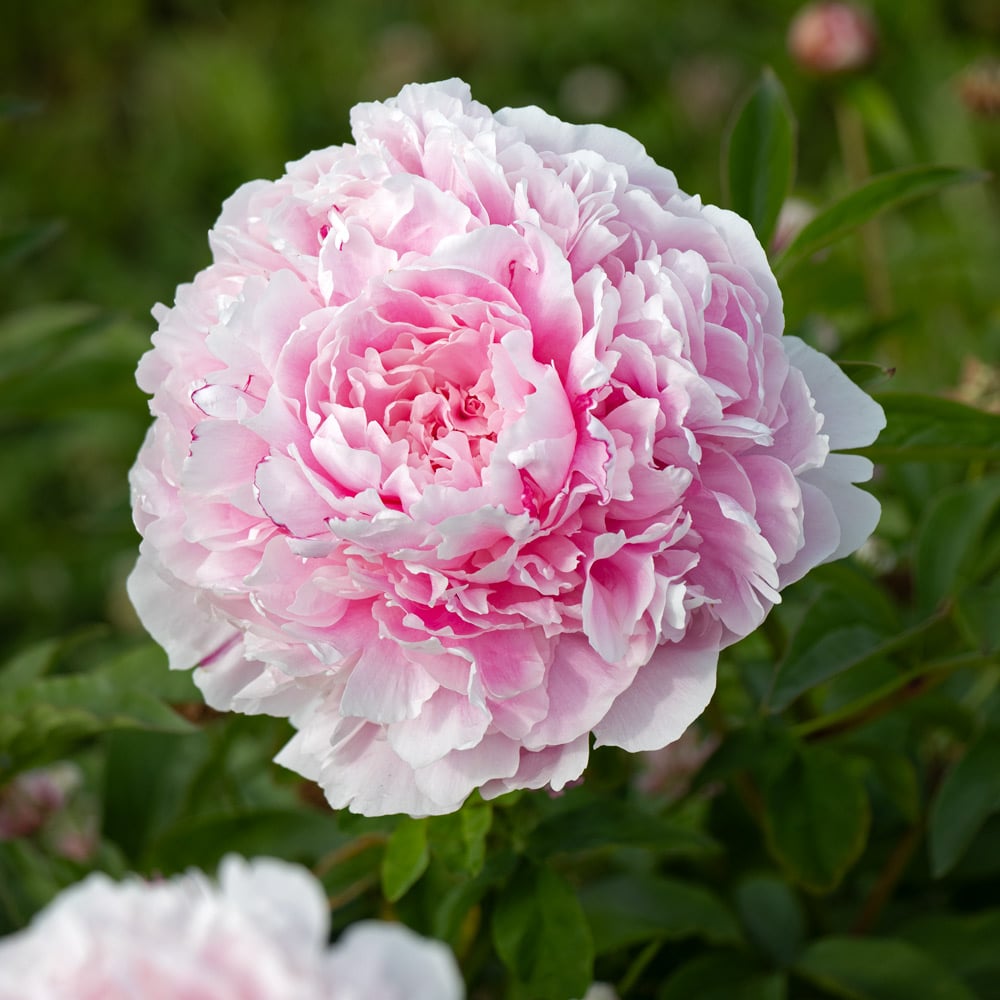 Peony 'Sarah Bernhardt'