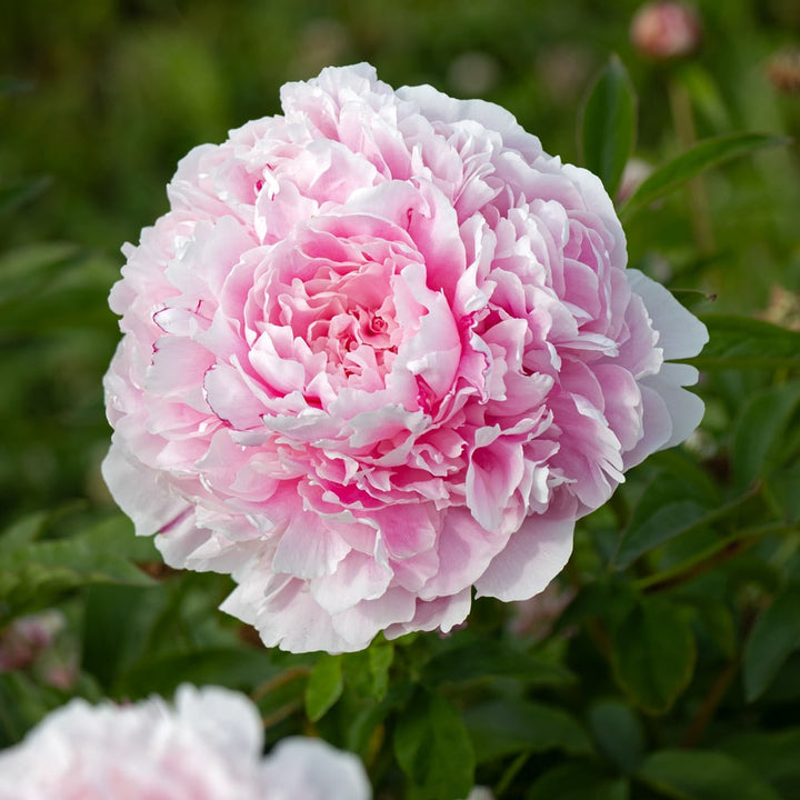 Peony 'Sarah Bernhardt'