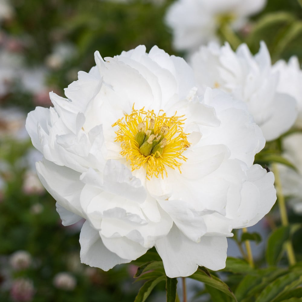 Peony 'Moonstone'