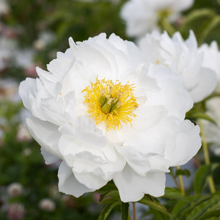 Peony 'Moonstone'