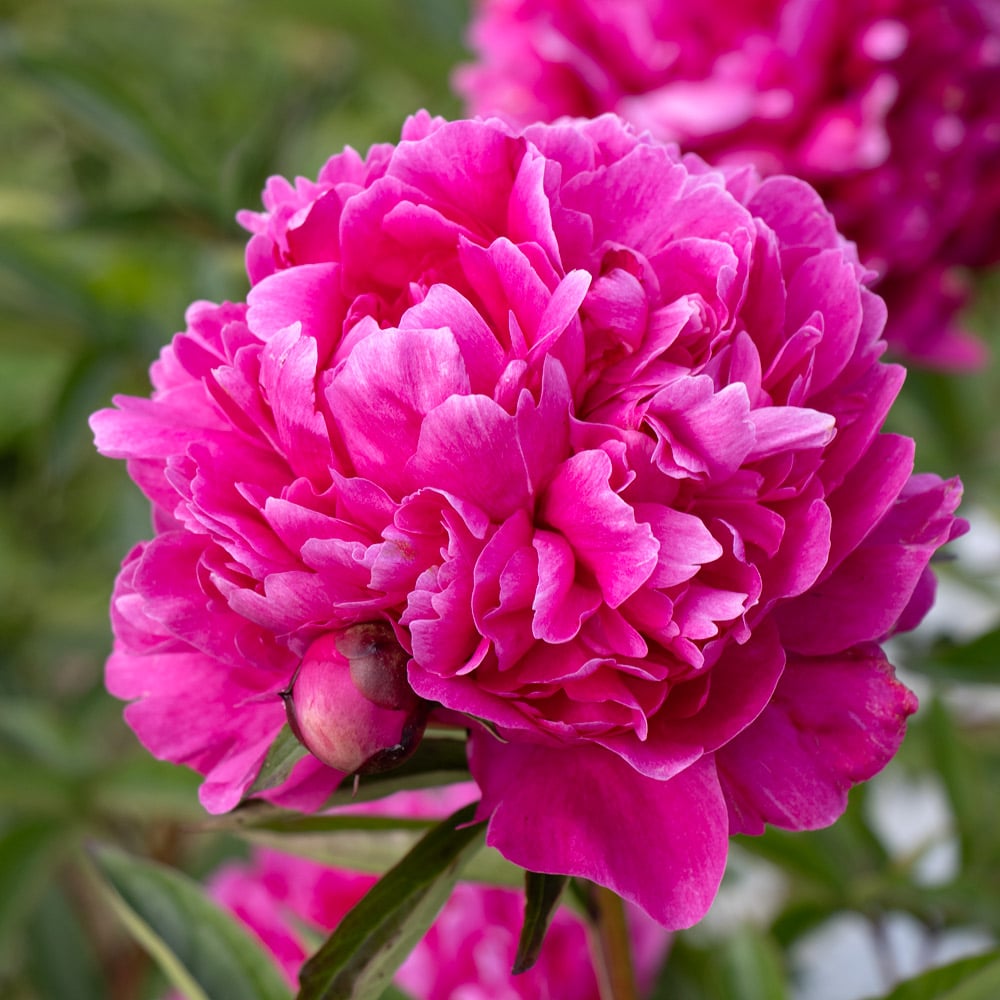 Peony 'Kansas'