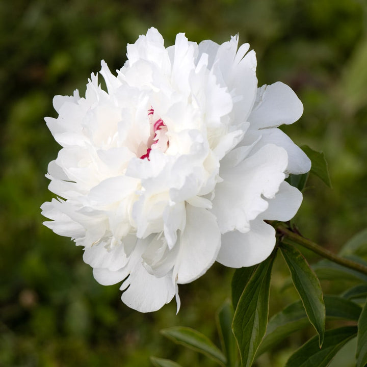 Peony 'Festiva Maxima'