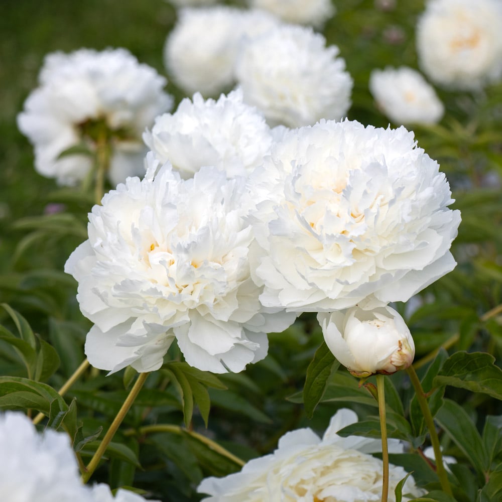 Peony 'Bowl of Cream'
