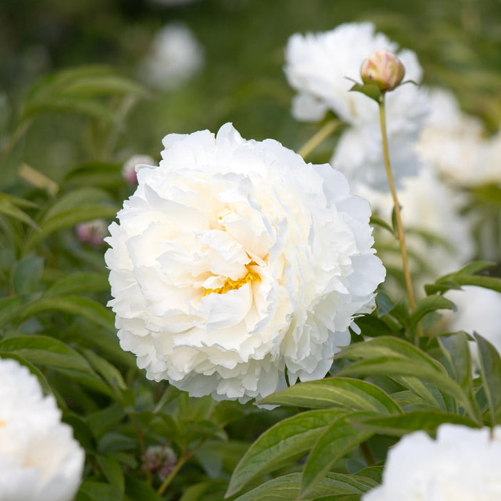 Peony 'Bowl of Cream'