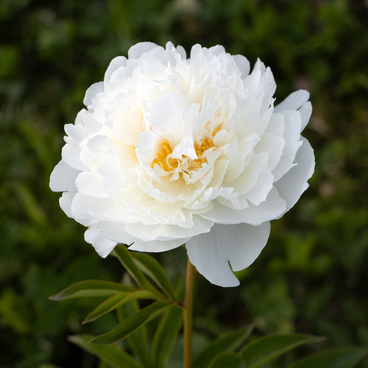 Peony 'Bowl of Cream'