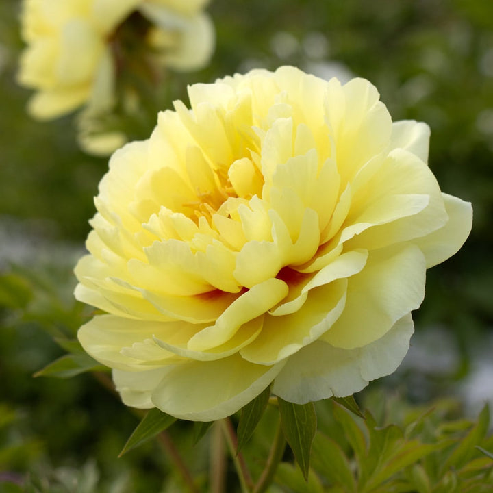 Itoh Peony 'Bartzella'
