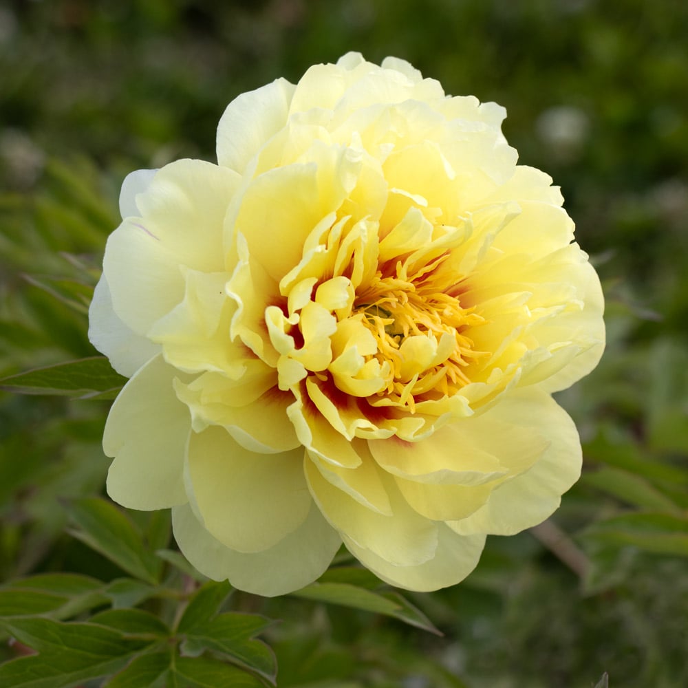Itoh Peony 'Bartzella'