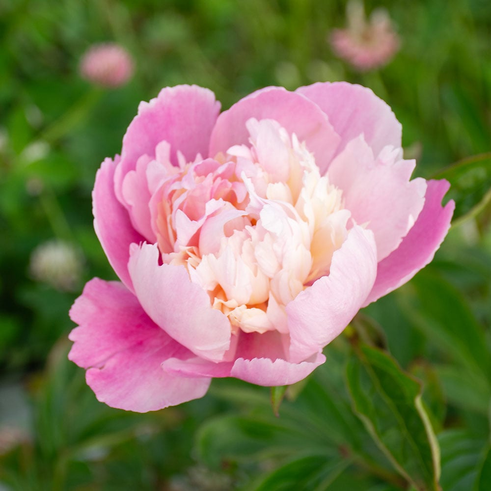 Peony 'Angel Cheeks'