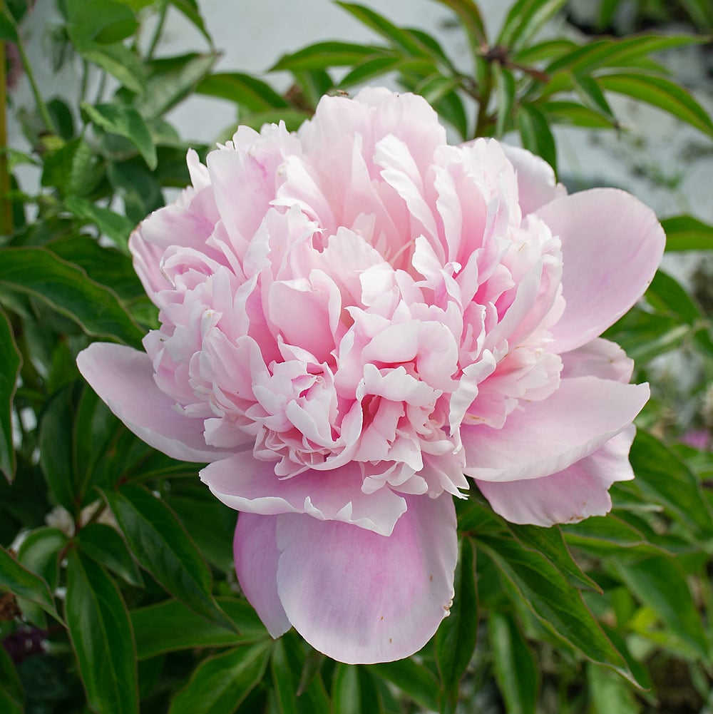 Peony 'Angel Cheeks'